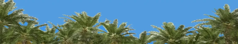 Palm Beach County, Florida Listings: Search Homes & Condos For Sale Banner Palm Tree Tops Blue Sky Palm Beach County Listings Homes Condos Medium Blue Sky